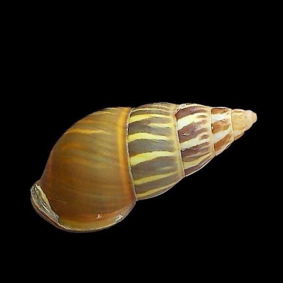 Amphidromus Everettii Specimen Spiral Shell - Picture 2 of 7